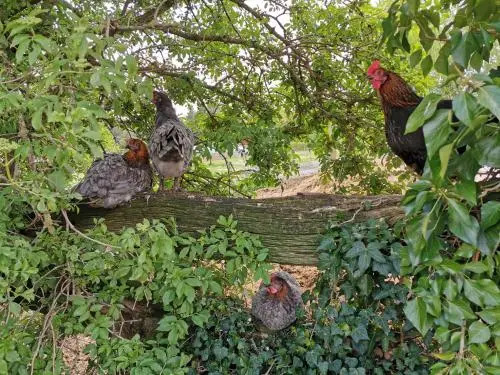 Landpension Pferdekoppel - B&B - Self Checkin