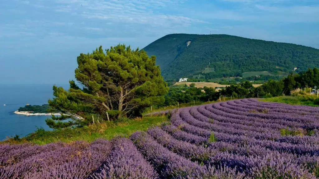 La Violetta