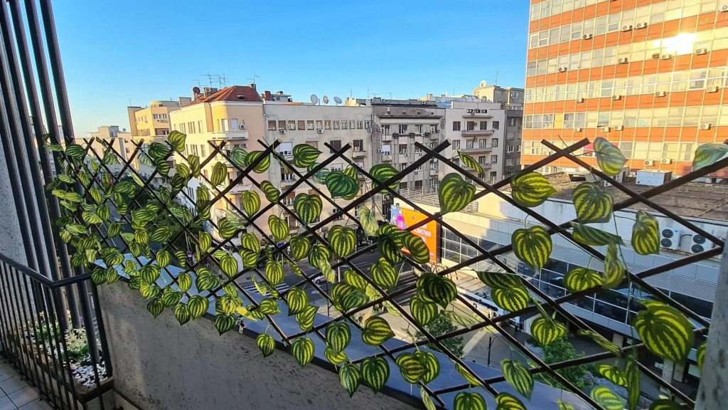 Windows City Apartment