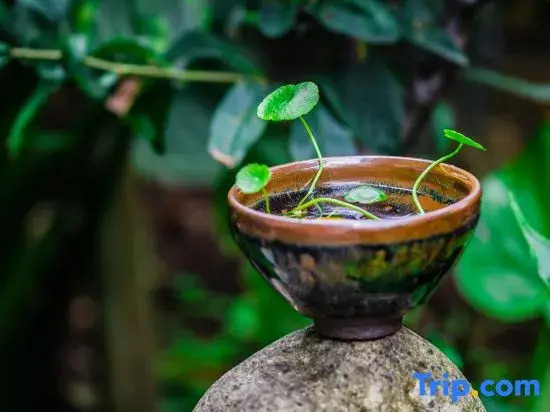 Wuyishan Pengjia Xiaoyuan Homestay