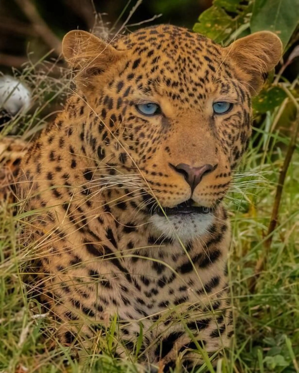 Mara Big Five Lodge