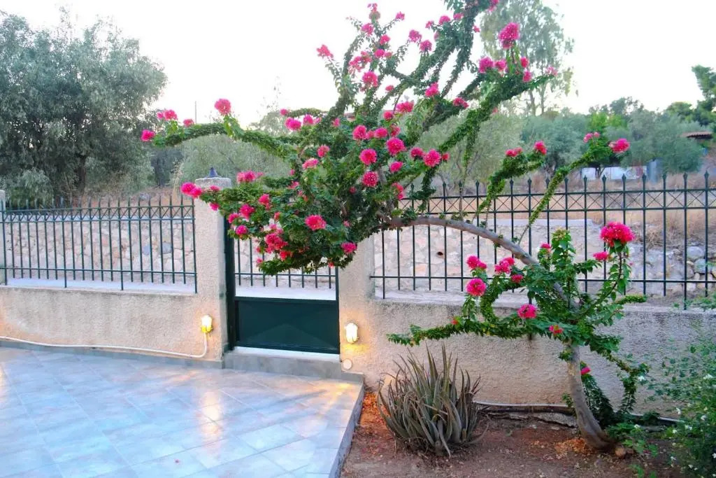 Vagia'S Dream House