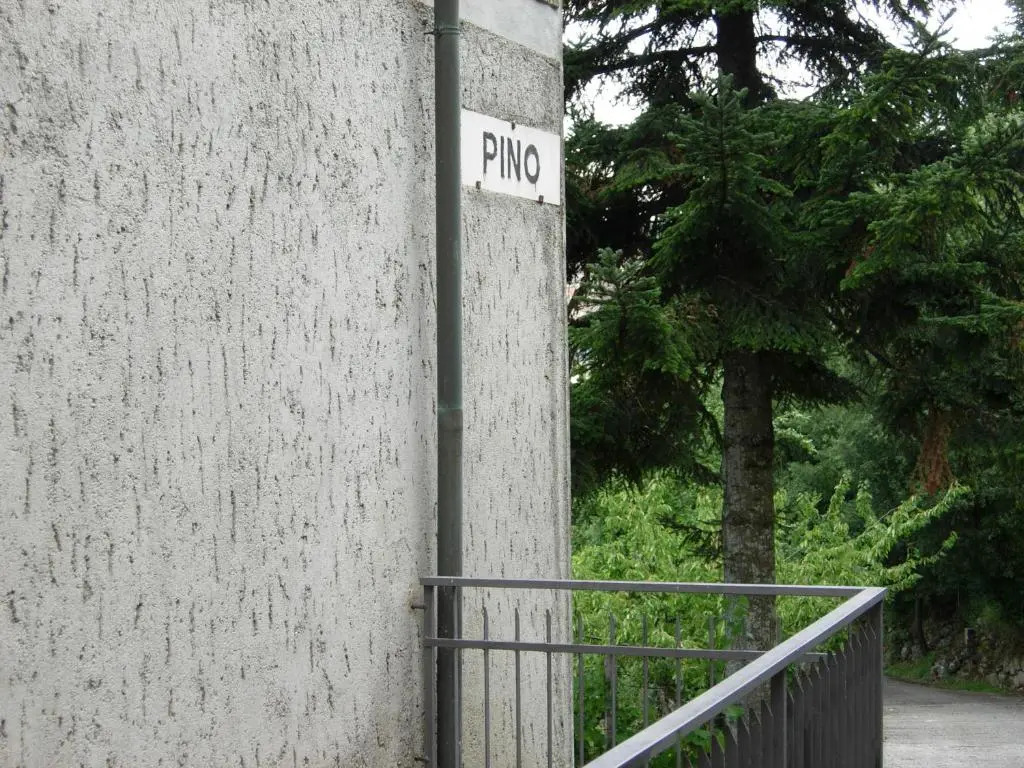 Il Pino Amiata