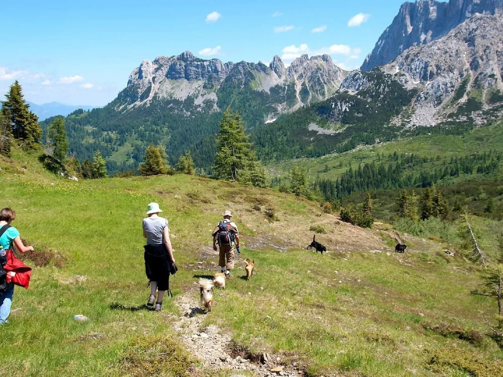 Small Pet-friendly Holiday Park With Nassfeld Card in High Season