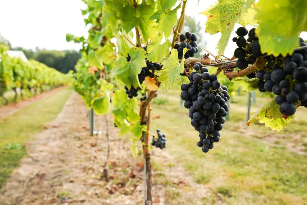 Mersea Island Vineyard