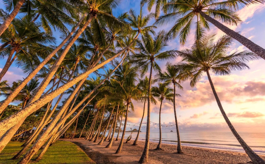 Drift Palm Cove