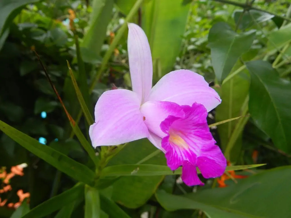 Pousada Flor da Terra