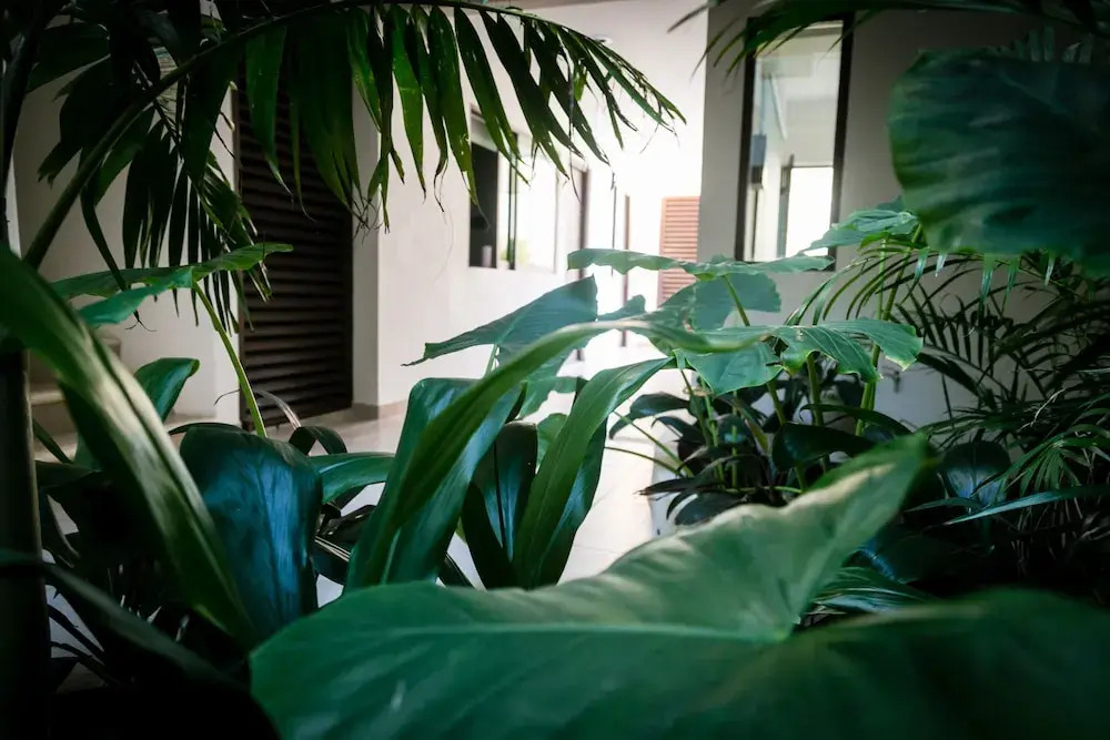 Pakal Condos