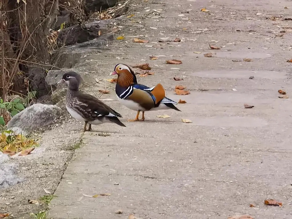 Les Pingouins de la Marne (Adults Only)