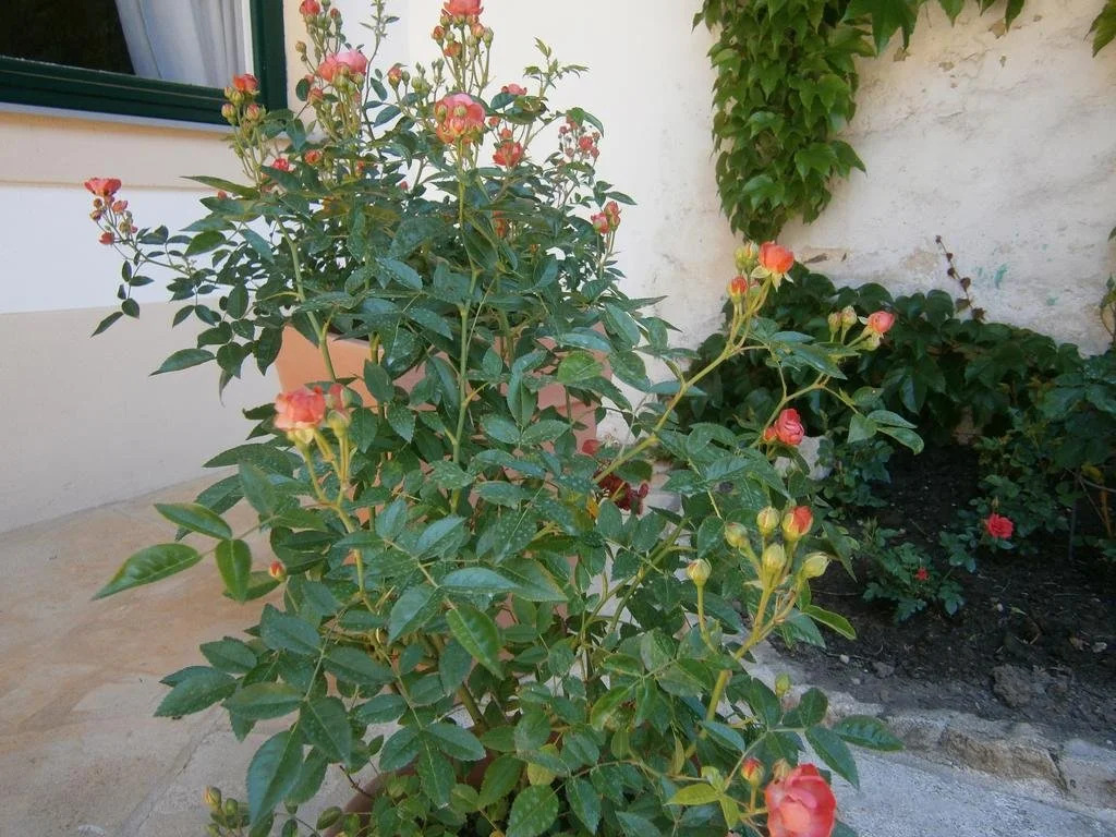 Atriumhof
