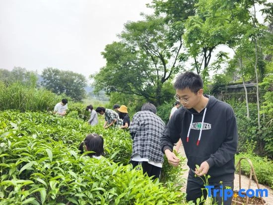 Floral Hotel·Xincheng Hotel in Wuyi Mountain Hotel