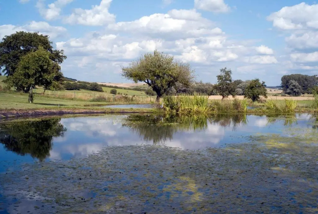 La Dame Blanche