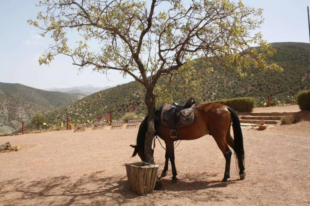 Terre DAmanar