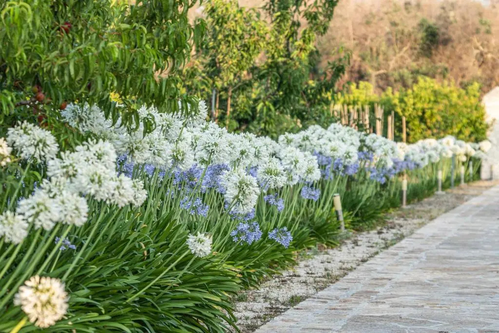 Agriturismo Panacea