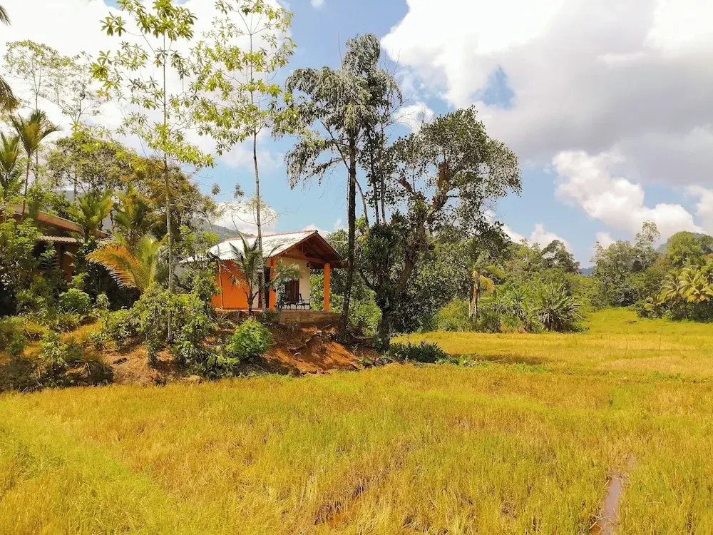Forest & Fields Sinharaja
