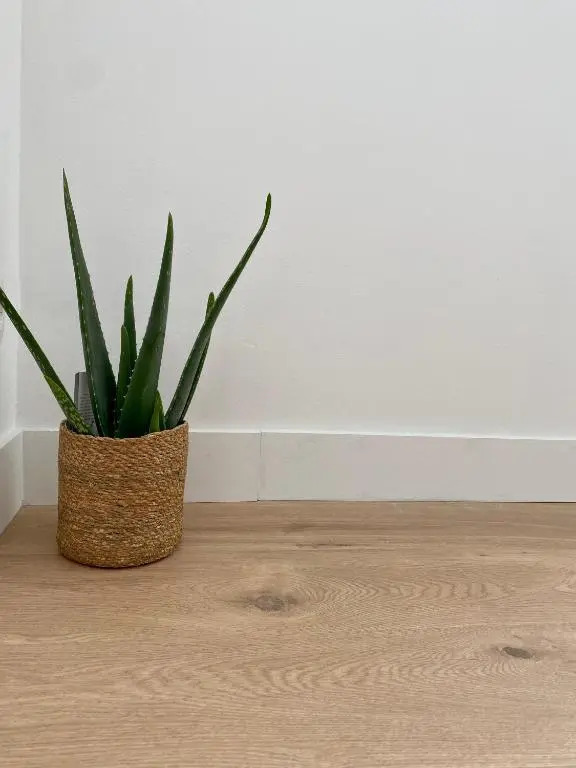 MM Greenhouse Appartement / Tourcoing - Lille