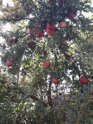 חדרי אירוח ליאורה