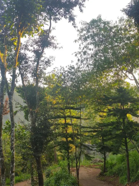 Disha plantation Resort