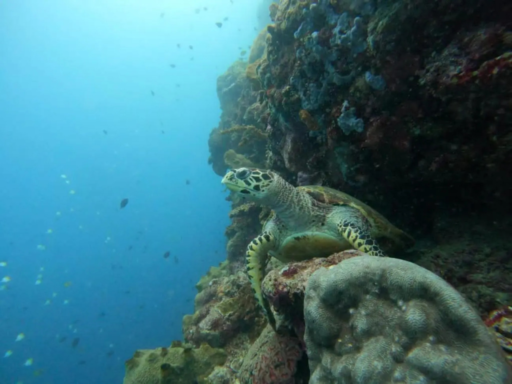 4 Sisters Divers