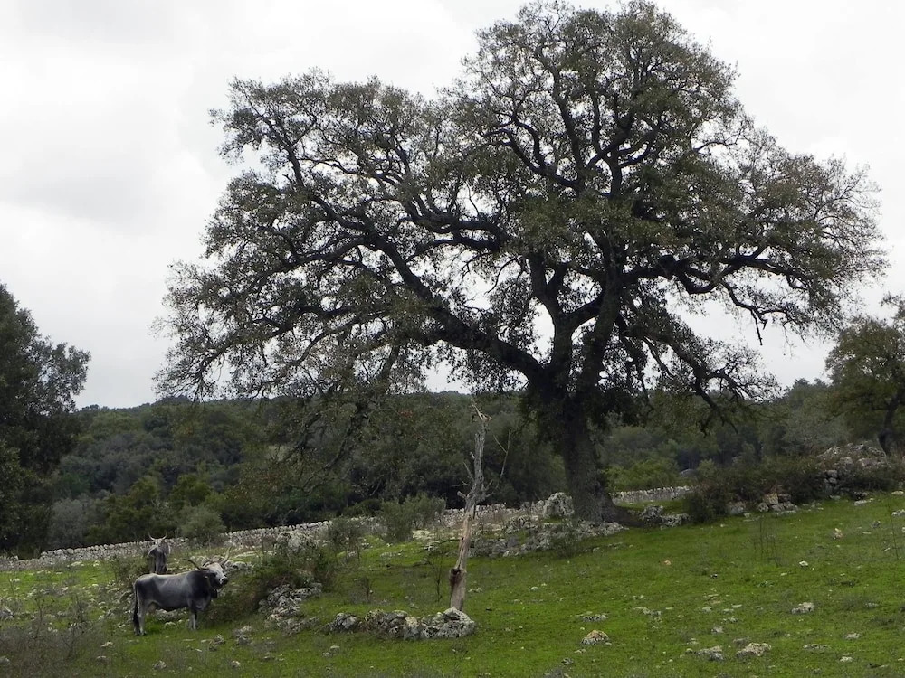 Agriturismo Beethoven