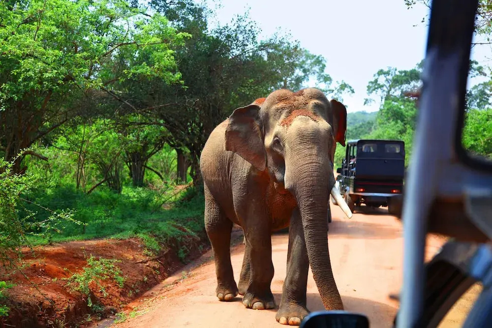 The Den at Yala