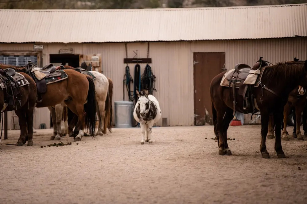 Kay El Bar Guest Ranch