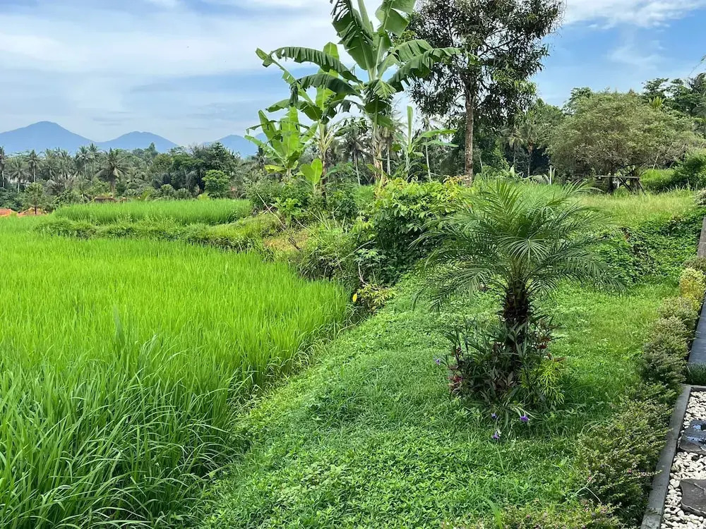 Maple Ridge Ubud Villas with Rice Field View