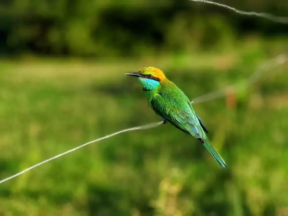 Yala Jungle Haven