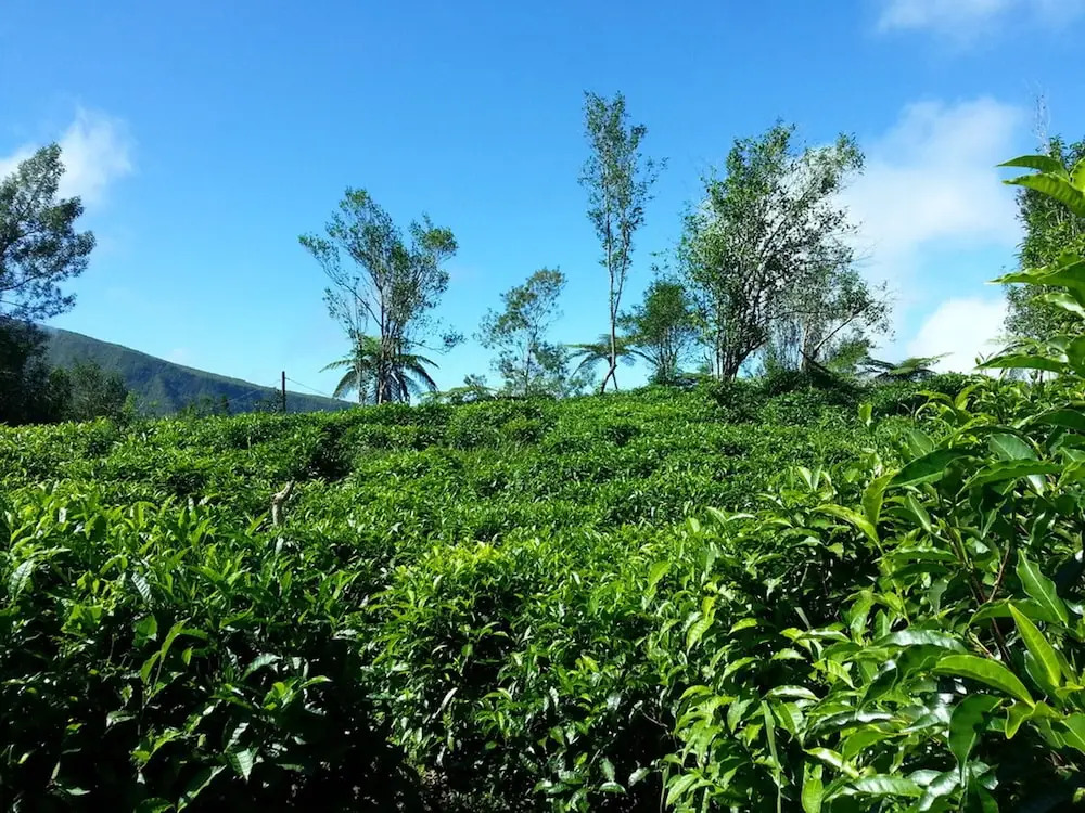 House With 2 Bedrooms in St Joseph, With Wonderful Mountain View and T