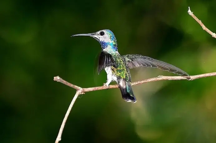 Tambopata Ecolodge