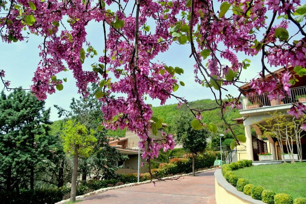 Tolfa Hotel