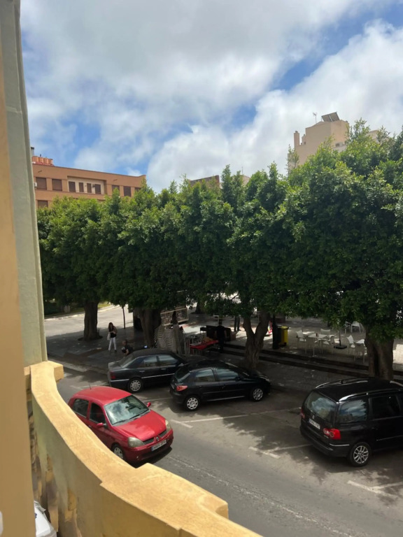 Estudio canela