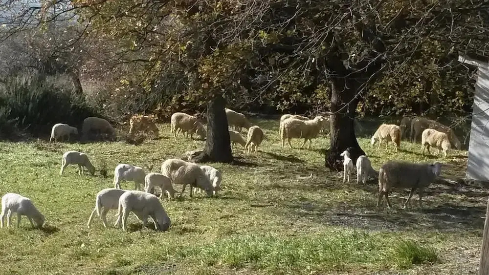 Agriturismo Gesseta