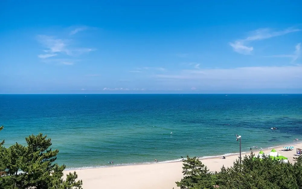 Brown Dot Gangneung Gyeongpo