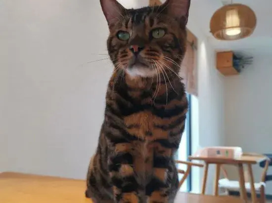 Shanghai   Dawuli Cat Garden Hotel