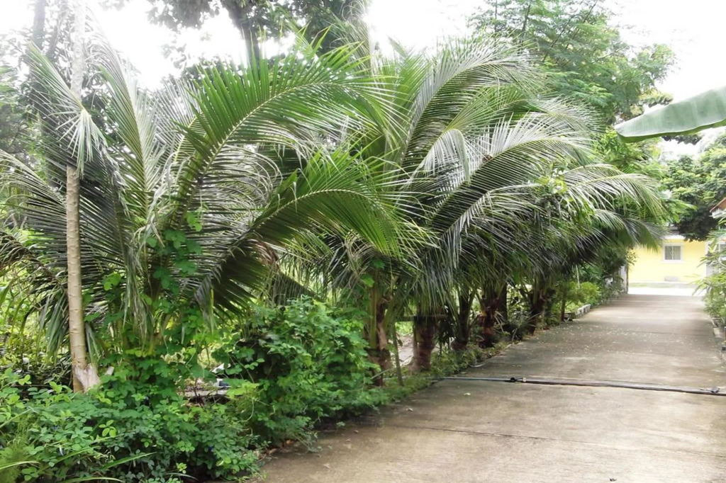 Wilai Villa Lamai