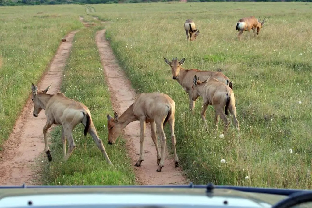 Leeuwenbosch Shearers Lodge - Amakhala Game Reserve