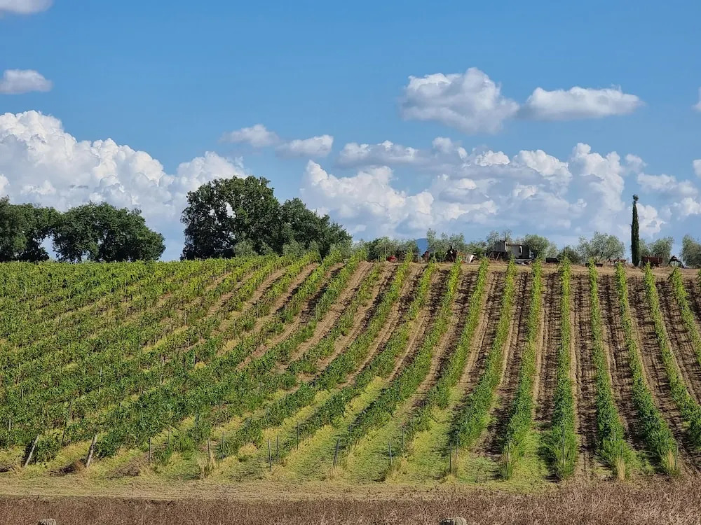 Agriturismo Podere Ristella - Wine&Food