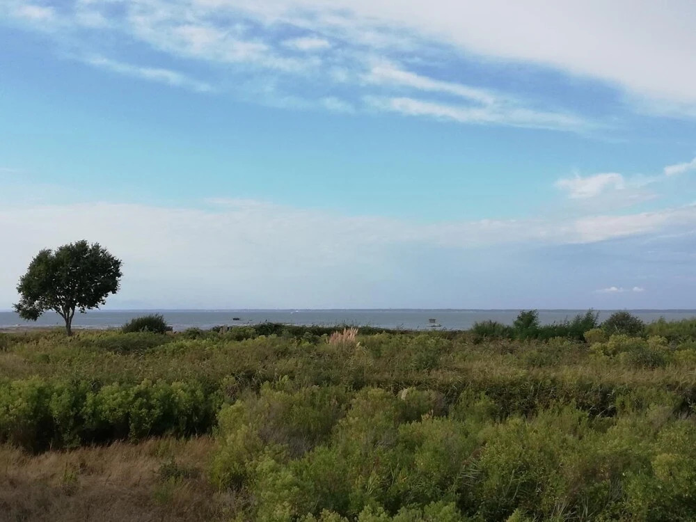 Le Pilotis