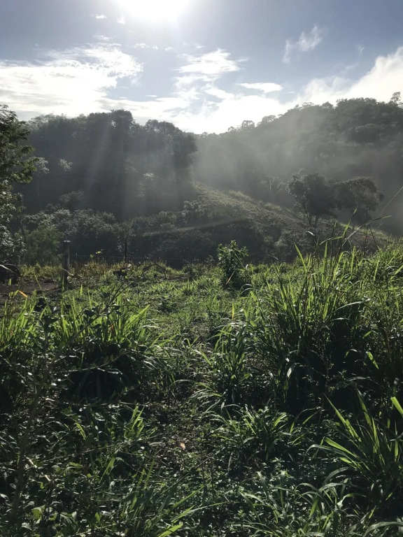 Mango Walk Inn