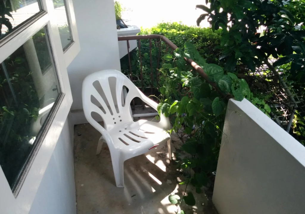 Big Mango Tree
