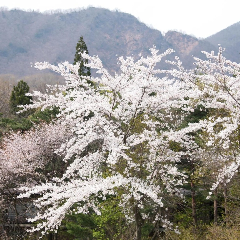 Matsukaneya Annex
