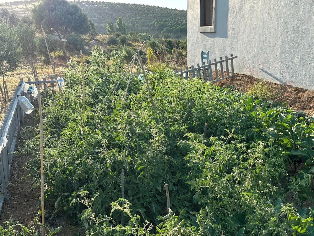 Zeus kır evi
