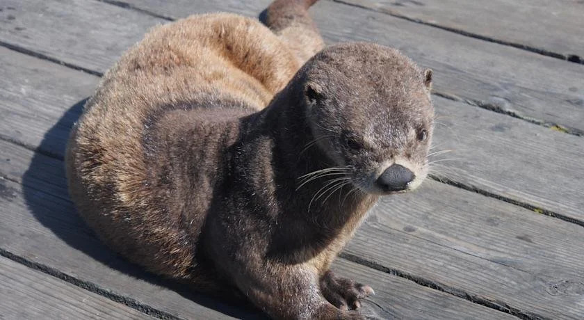 Otters Pond Bed and Breakfast