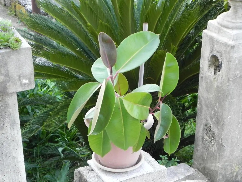 Villa Tiha