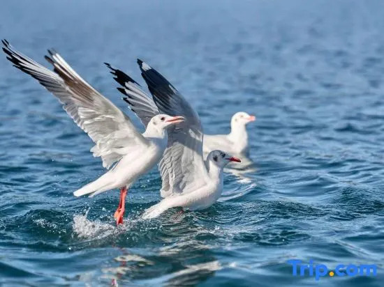 Yan sit lake view luxury B&B (Lugu Lake pig trough boat tour lake big falling water village store)