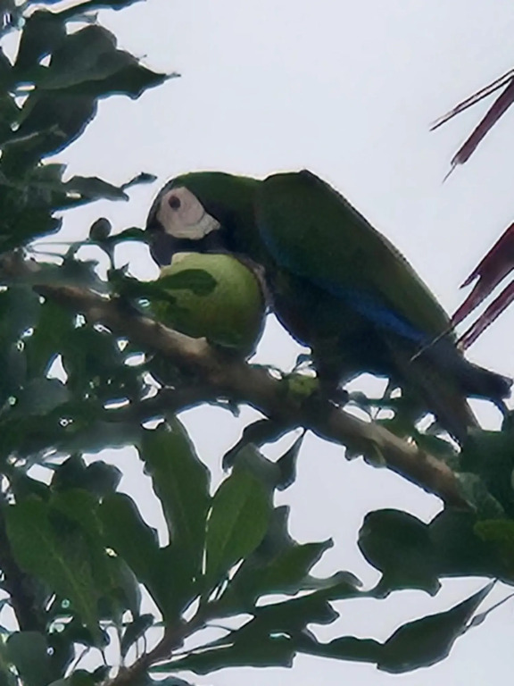 Villa Raven´s Paradise