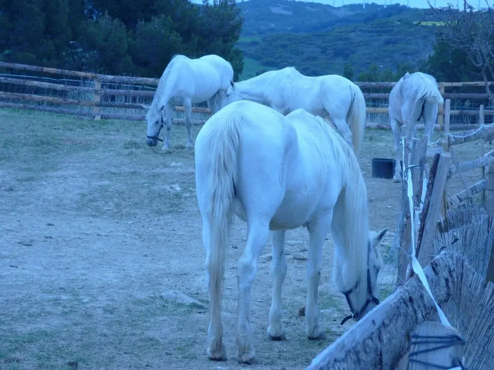 Campo de Reyes