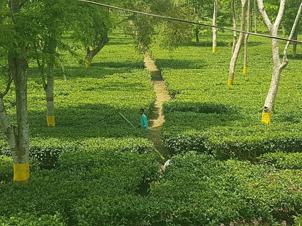 Homestay by the Tea Garden Dibrugarh