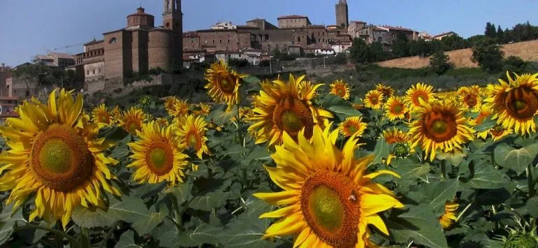 Castiglion Fiorentino Apartments by Thaz Italia